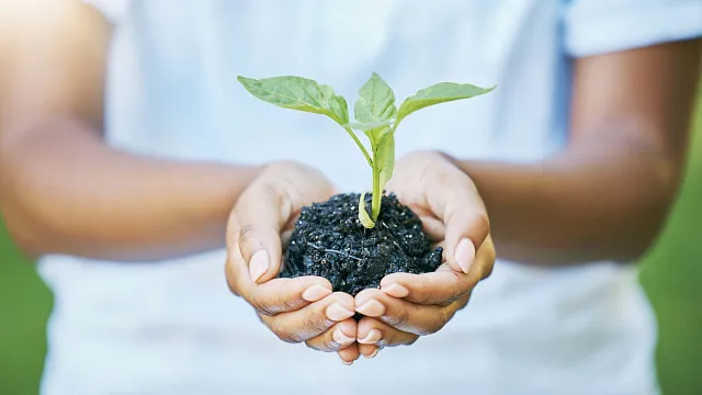 ethiopia-to-plant-7-5-billion-indigenous-seedlings-under-green-legacy-initiative-in-2025.jpeg