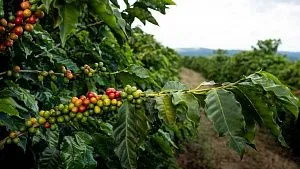 Brazil’s Coffee: A Tradition of Quality